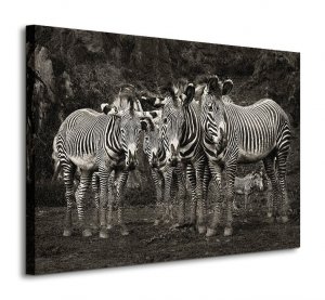Zebras - Obraz na płótnie