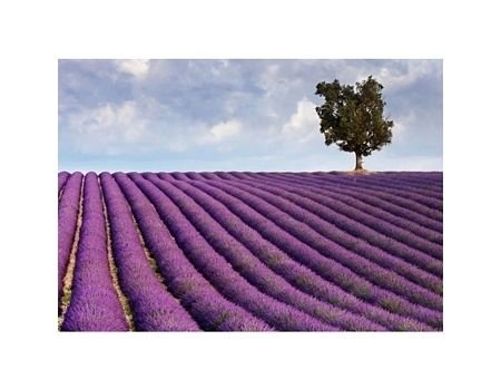 Lavender field and a lone tree - reprodukcja