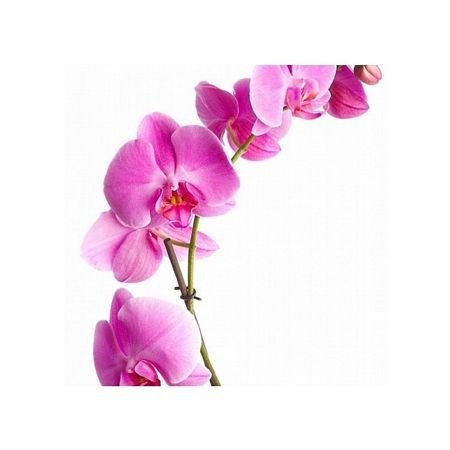 Orchidea - pink - reprodukcja