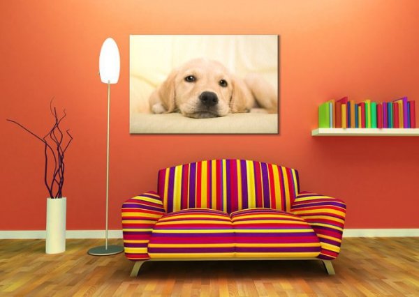 Golden retriever puppy - Obraz na płótnie