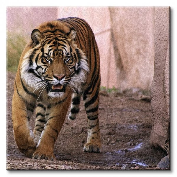 Tygrys Alfa - Obraz na płótnie