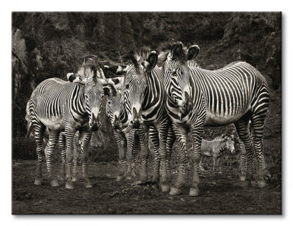 Zebras - Obraz na płótnie