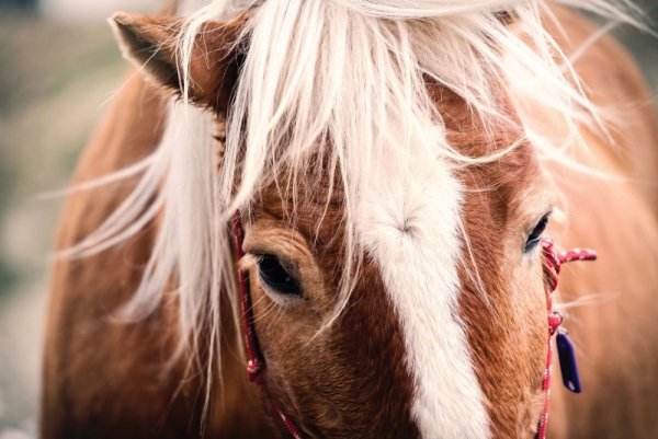 Plakat Konie Szwajcarskie - Switzerland horse - Plakaty ze zwierzętami decoart24.pl
