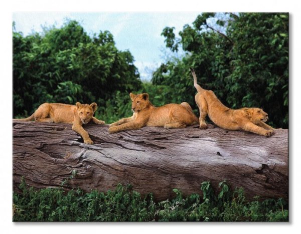 Trzy lwiątka - obraz na płótnie