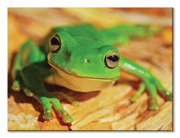 Zielona Żaba - obraz na płótnie
