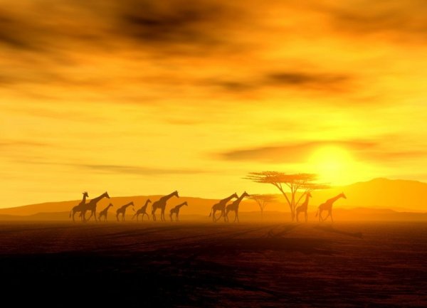 Fototapeta na ścianę - Żyrafy na safari - 254x183 cm