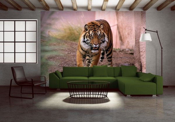 Fototapeta na ścianę - Tygrys alfa - 254x183 cm