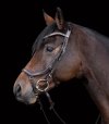 WALDHAUSEN X-LINE BRIDLE RELAXATION Ogłowie anatomiczne
