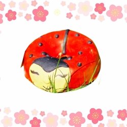 KOŃSKA CUKIERENKA BIEDRONECZKA DONUT Smakołyki/Cukierki naturalne dla koni