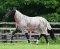 BUCAS FREEDOM FLY SHEET  FULL NECK Derka siatkowa