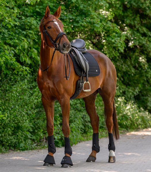 WALDHAUSEN TRINIDAD Czaprak wszechstronny