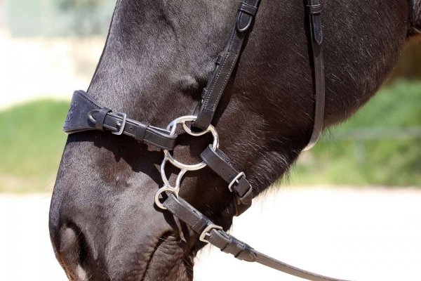 BAREFOOT Wędzidło Hackamore do ogłowia bezwędzidłowego